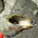 Hermit Crab