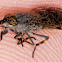 Haematopota pluvialis