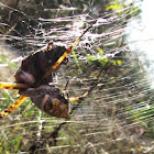Silver Argiope