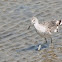 Willet