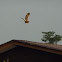 Brahminy Kite
