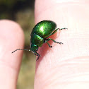 escarabajo