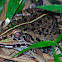 Indian Bull Frog