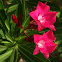 Oleander