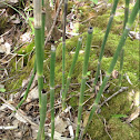 Smooth Horsetail