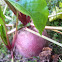 The beet