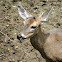 White Tailed Deer