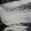 Thermophile