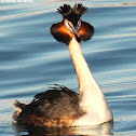 Great-crested grebe