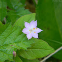 Pacific Starflower