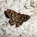 Latticed Heath