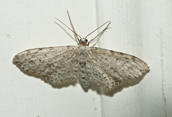 Spotting Image 1