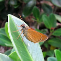 Skipper