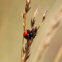Ladybug
