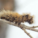 Virginia Tiger Moth