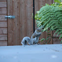 Grey Squirrel
