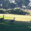 Canadian Geese