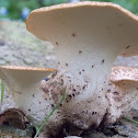 Dryad's Saddle