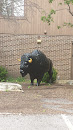 Buffalo at Emmerich East Park