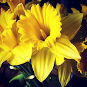 Daffodil