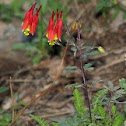 Wild Columbine