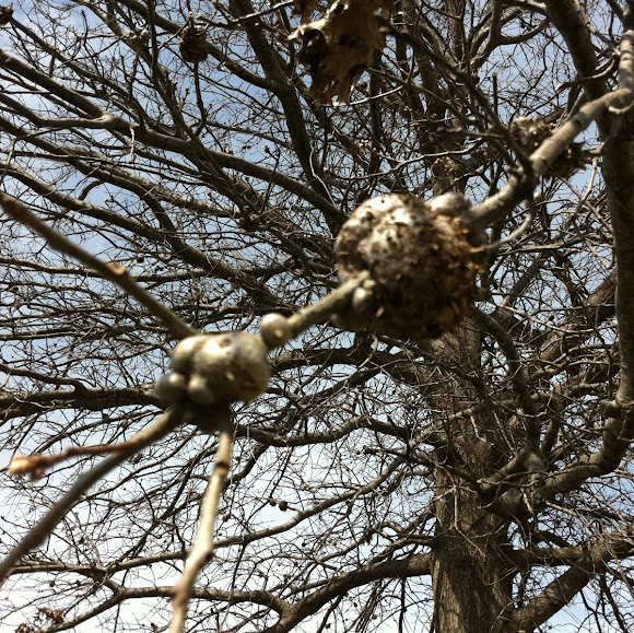 Spotting Image 1