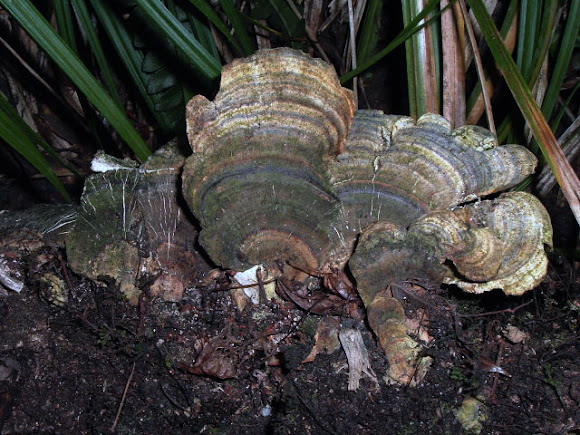 Spotting Image 1