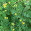 greater celandine