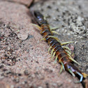 Centipede