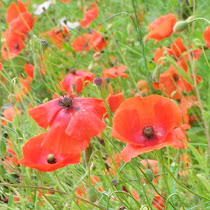 Wildflowers of the UK 