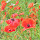 Wildflowers of the UK 