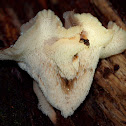 Fungi