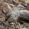 Northern Mockingbird (juvenile)