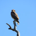 Red-tailed Hawk