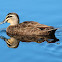 Pacific Black Duck