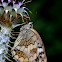 Dambordje (Melanargia galathea)