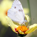 Checkered White Butterfly