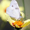 Checkered White Butterfly