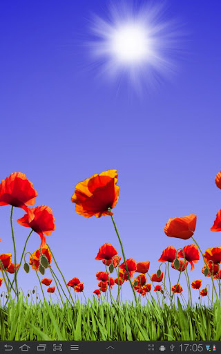 Poppy Field Live Wallpaper