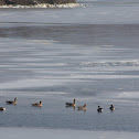 Greater White Fronted Geese