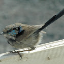 Superb Fairy wren