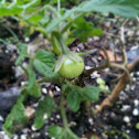 Cherry tomato