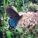 Pipevine Swallowtail