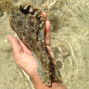 Kualakai/Spotted sea hare