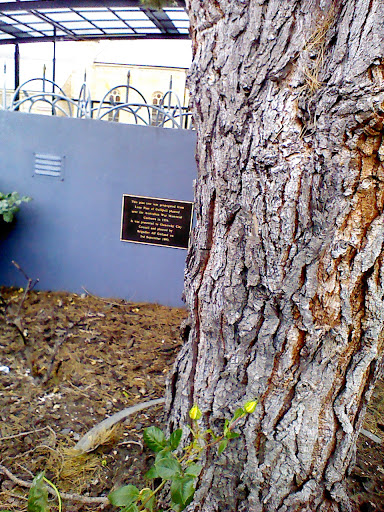 Lone Pine of Gallipoli Cutting  Glenorchy