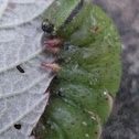 Tomato Hornworm