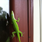 Carolina Anole