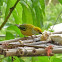 Tangara
