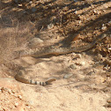 Mojave Rattlesnake