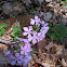 Wild Blue Phlox